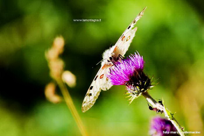 Farfalla e Cardo